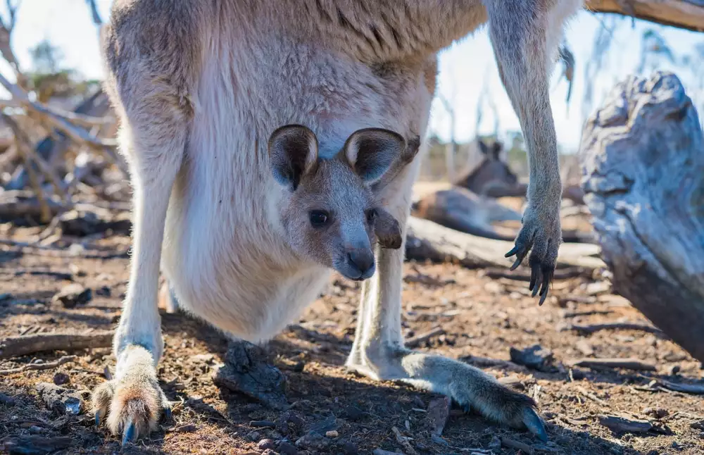 Aussie